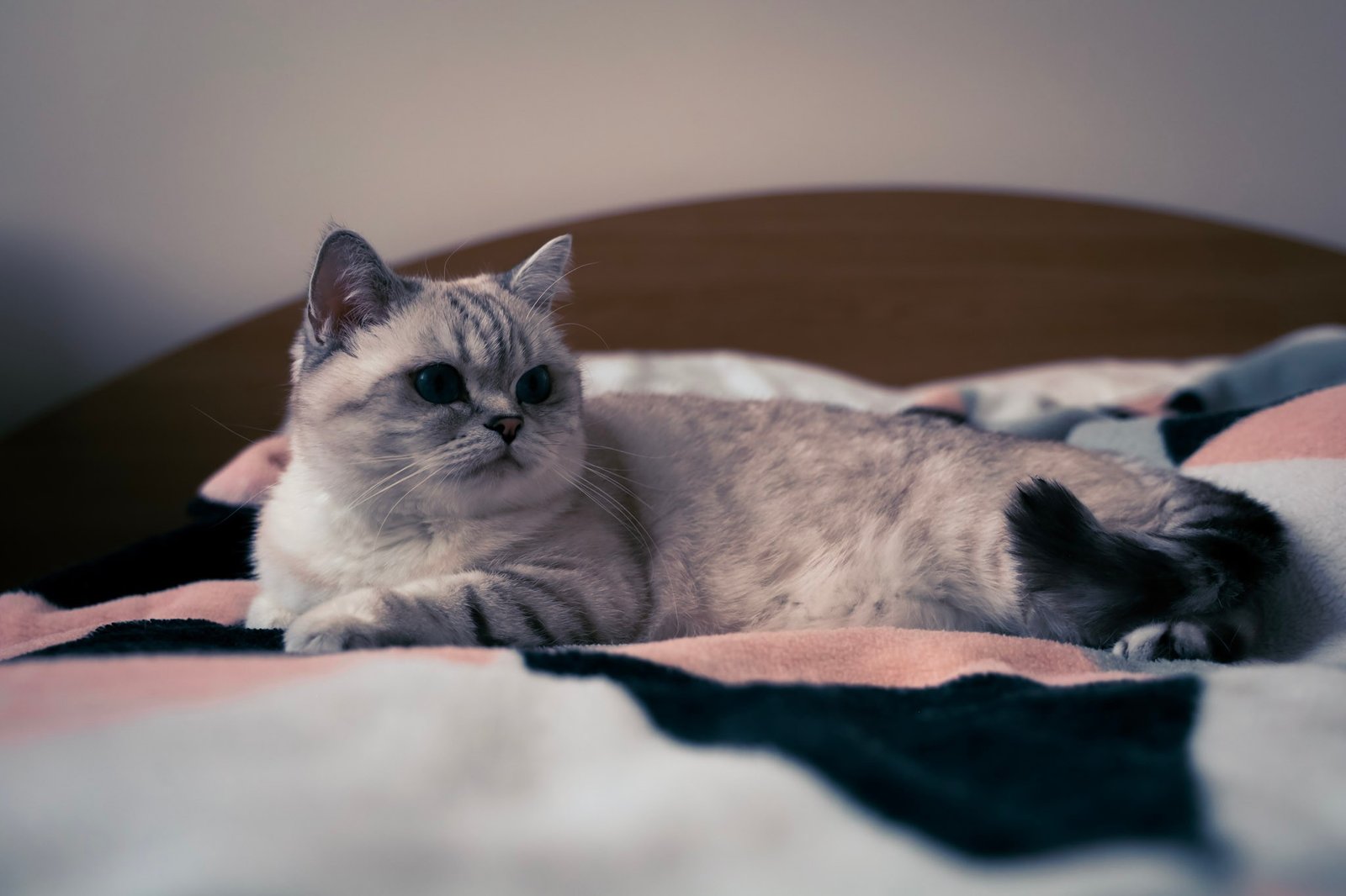 Cats photography