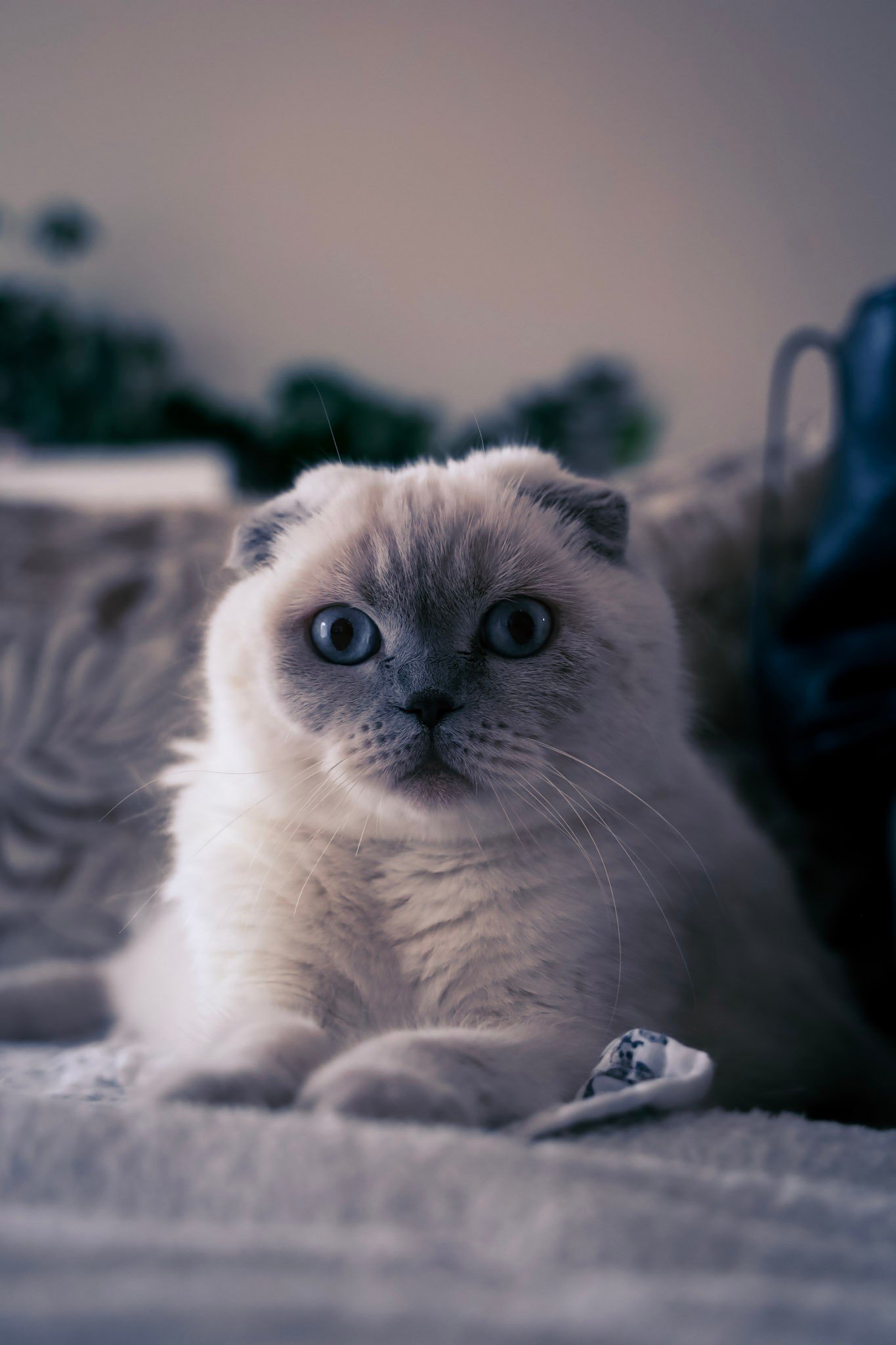 Cats photography