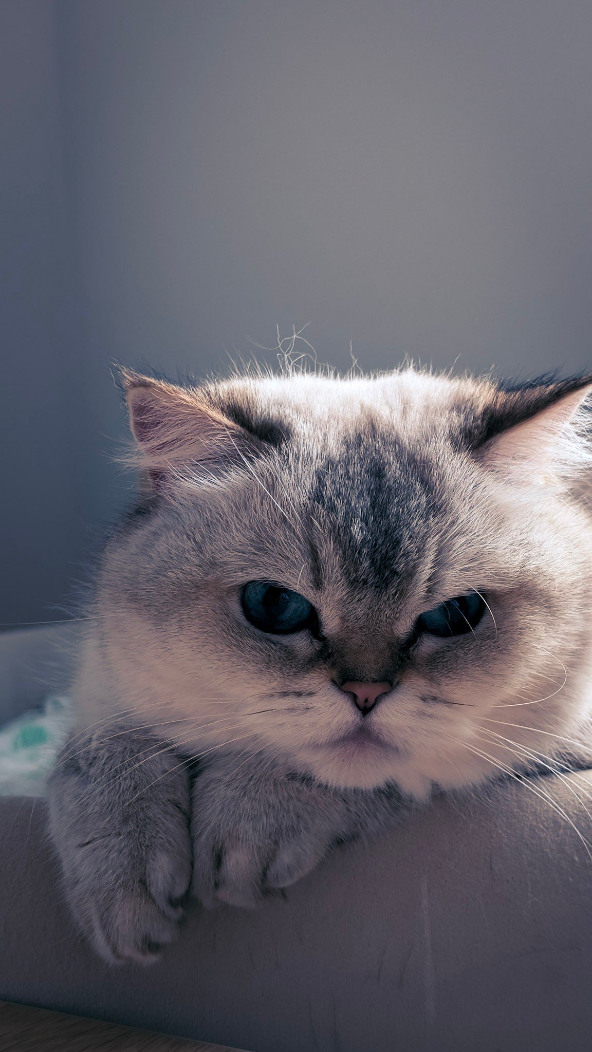 Cats photography