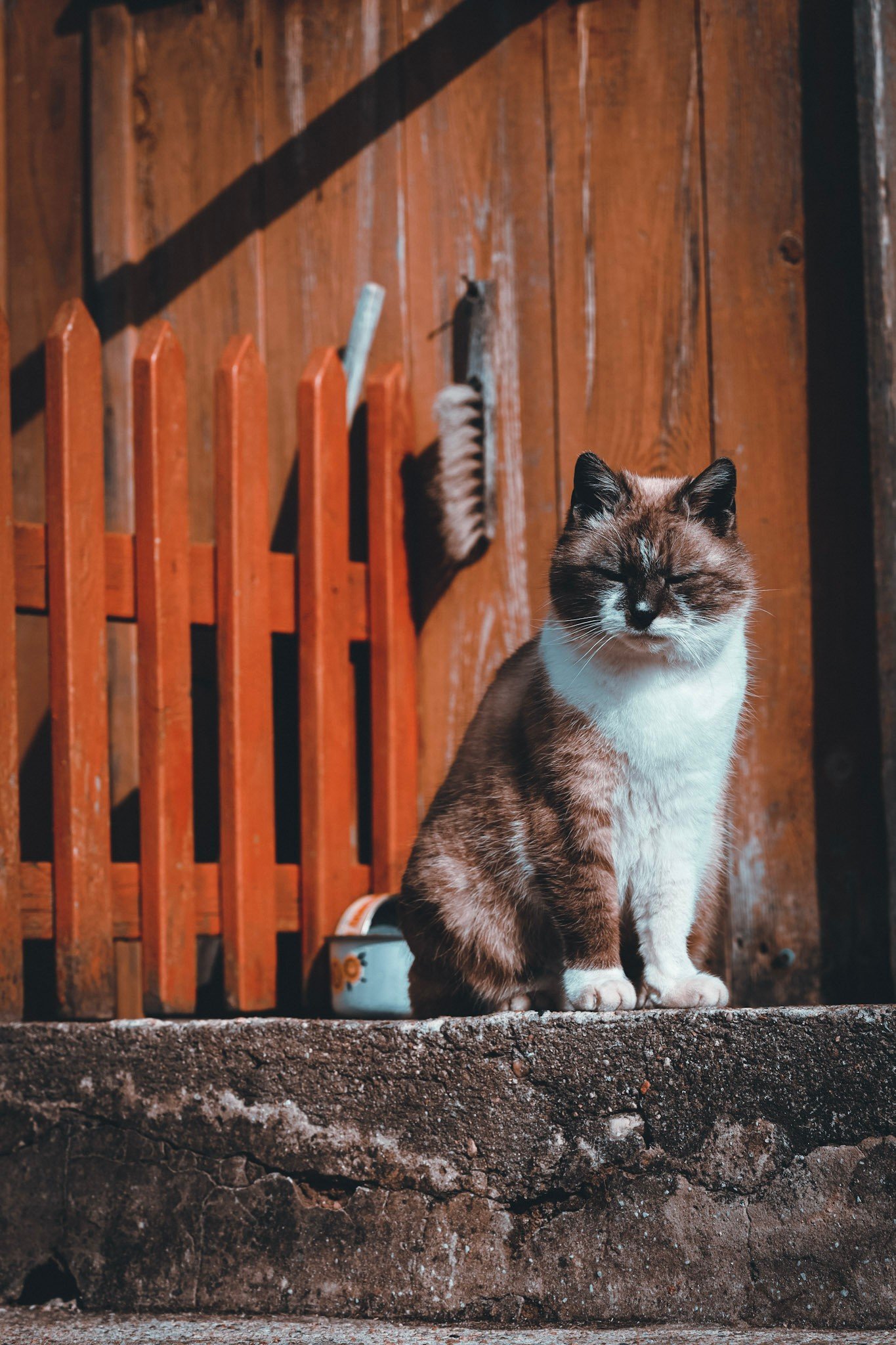 Cats photography