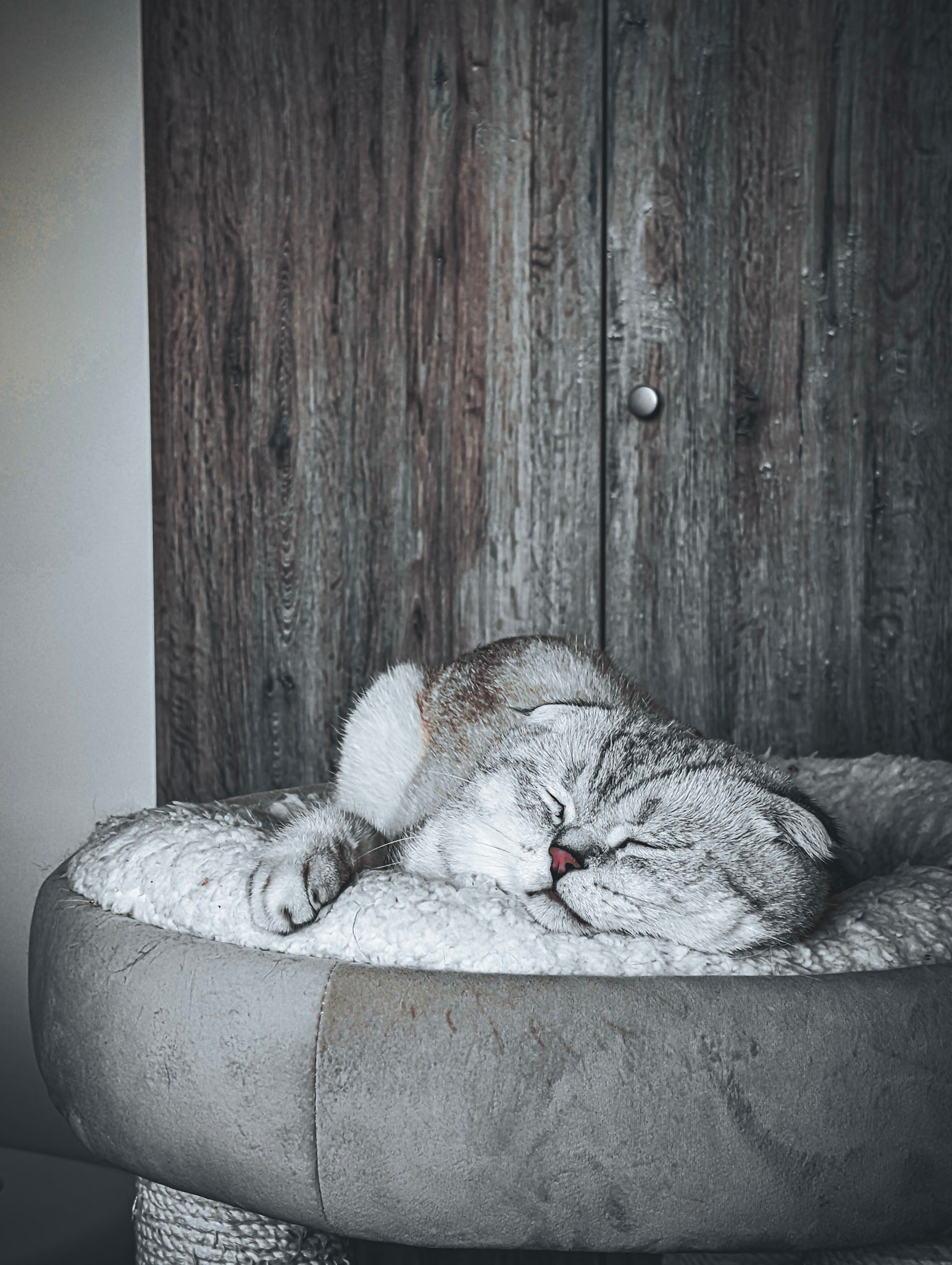 Cats photography
