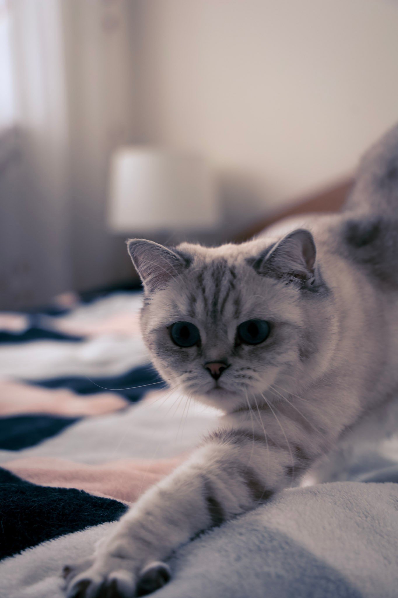 Cats photography
