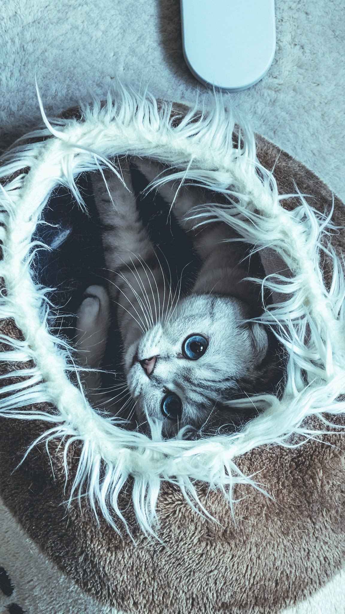 Cats photography